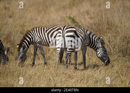 Drei Zebras beugen sich und fressen Gras. Viele Tiere wandern in das Masai Mara National Wildlife Refuge in Kenia, Afrika. 2016. Stockfoto