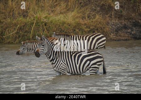 Drei Zebras standen im Fluss, einer starrte auf die Kamera. Viele Tiere wandern in das Masai Mara National Wildlife Refuge in Ken Stockfoto