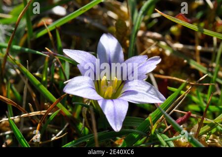 Sand crocus 'Romulea columnae' gefunden in enger Rasen auf Sanddünen, Blumen April bis Mai, selten, kleine Blumen, Dawlish Warren. Devon, Großbritannien Stockfoto