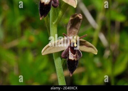 Biene Fly Hybrid Orchid, Kleiner Bär wie Aussehen, kalziumreicher Boden, Blumen Juni, Stockfoto