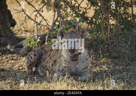 Eine Hyäne lag auf dem Gras. Zwei Augen starrten auf die Kamera. Viele Tiere wandern in das Masai Mara National Wildlife Refuge in Kenia, Afrika. Stockfoto