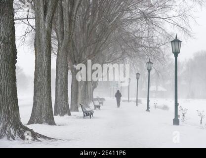 Ein Mann, der auf einem Pfad durch eine Reihe von reifen Ahornbäumen auf der Ebene von Abraham, Quebec City, Kanada, geht Stockfoto