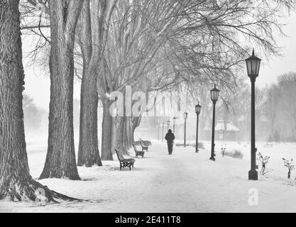 Ein Mann, der auf einem Pfad durch eine Reihe von reifen Ahornbäumen auf der Ebene von Abraham, Quebec City, Kanada, geht Stockfoto