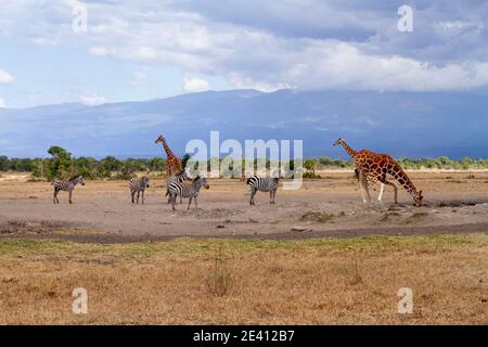 Giraffe beugt sich, um Wasser aus dem Wasserloch zu trinken, während Zebras und weitere Giraffen in geordneter Warteschlange warten. Ol Pejeta Conservancy, Kenia. Afrikanische Buschsavanne Stockfoto