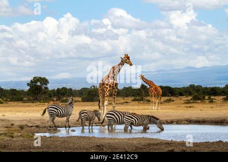 Giraffen warten in der Schlange am Wasserloch, während Zebras Wasser trinken. Ol Pejeta Conservancy, Kenia. Lustige Szene von Wildtieren auf afrikanischen Safari-Urlaub gesichtet Stockfoto