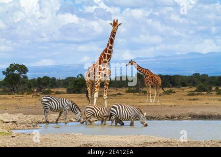 Netzgiraffen stehen am Wasserloch an, während Zebras Wasser trinken. Ol Pejeta Conservancy, Kenia. Afrikanische Tierwelt auf Safari-Urlaub gesehen Stockfoto