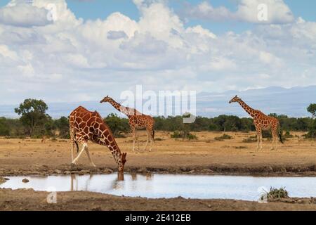 Drei Netzgiraffen (Giraffa camelopardalis reticulata) stehen Schlange, um Wasser aus dem Wasserloch zu trinken. Ol Pejeta Conservancy, Kenia. Afrikanische Safari Stockfoto