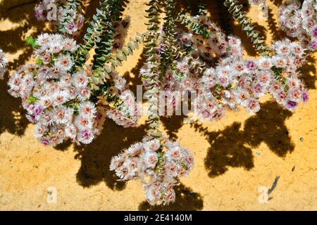 Australien, Verticordia oculata Blume, endemisch in Western Australia Stockfoto