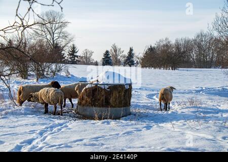 Schafe im Schnee im Erzgebirge Deutschland Stockfoto