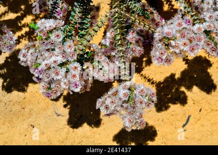 Australien, Verticordia oculata Blume, endemisch in Western Australia Stockfoto