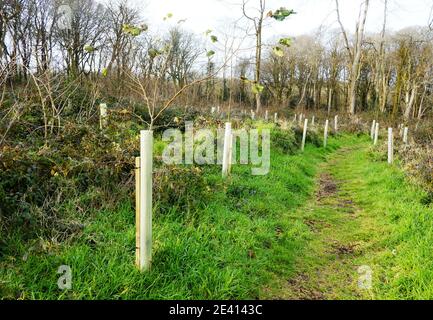 Neu gepflanzte Setzlinge im englischen Wald - John Gollop Stockfoto