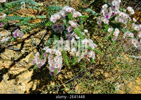 Australien, Verticordia oculata Blume, endemisch in Western Australia Stockfoto