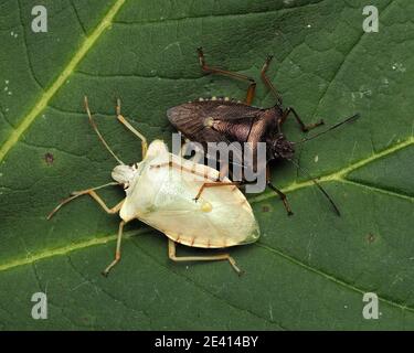 Ein teneraler Waldschildbug (Pentatoma rufipes) und ein voll gefärbter Waldschildbug auf dem Blatt. Tipperary, Irland Stockfoto