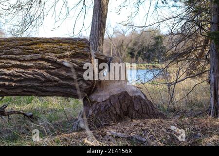 Baum von Bibern entlang platte River Nebraska geschnitten. Hochwertige Fotos Stockfoto