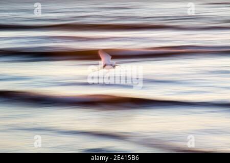 Schneegreiher fliegt bei Sonnenuntergang über dem Meer nahe der kalifornischen Küste. Horizontales Schwenken verwischt Wellen und Bewegungen und schafft so eine farbenfrohe Abstraktion. Stockfoto