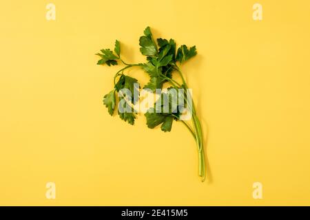 Petersilienblätter auf gelbem Hintergrund Stockfoto