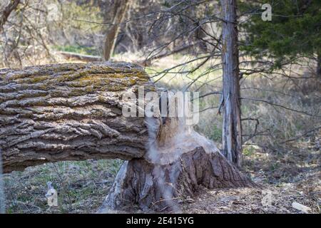 Baum von Bibern entlang platte River Nebraska geschnitten. Hochwertige Fotos Stockfoto