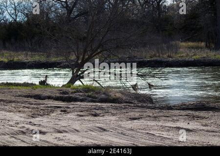 Baum am Fluss Platte River Nebraska. Hochwertige Fotos Stockfoto