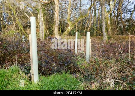 Neu gepflanzte Setzlinge im englischen Wald - John Gollop Stockfoto