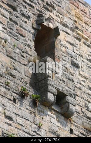 Aborterker in der Westwand Stockfoto