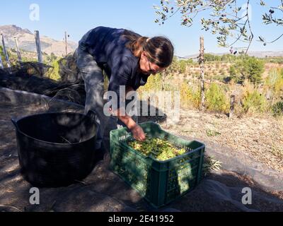 Kaukasische Frau mittleren Alters, die Oliven in den Eimer bei Olive gießt Baumplantagen Stockfoto