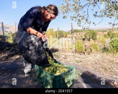 Kaukasische Frau mittleren Alters, die Oliven in den Eimer bei Olive gießt Baumplantagen Stockfoto