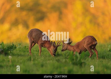 Rehe in ihrem natürlichen Lebensraum. Stockfoto