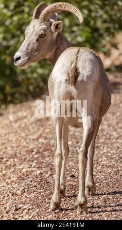 Wüste Bighorn Schafe Weibliche Blick zurück mit Verdacht Stockfoto