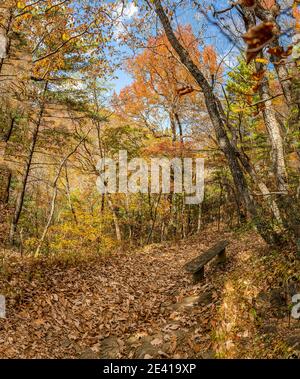 Eine einfache rustikale Bank bietet Wanderern eine verlockende Pause auf dem Fallingwater Creek Trail auf Flat Top Mountain entlang des Blue Ridge Parkway in Virginia. Stockfoto