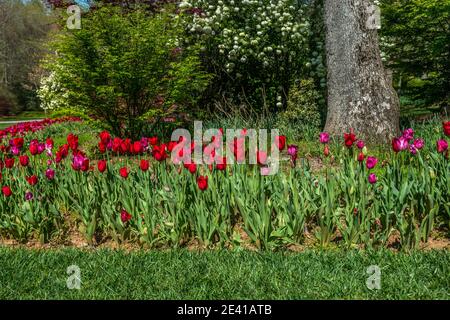 Reihen von leuchtenden roten Pinks und magentafarbenen Tulpenblüten blühen In einem Blumenbeet um Bäume und Sträucher auf einem gepflanzt Heller sonniger Tag im Frühling Stockfoto