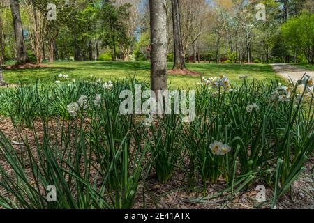 Gruppierung von Weiß mit gelben Zentren Narzissen einige Doppelblüher Gepflanzt um einen Baum im Schatten mit den Wäldern in Der Hintergrund im Park i Stockfoto
