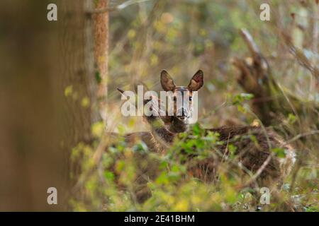 Rehe in ihrem natürlichen Lebensraum. Stockfoto