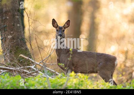 Rehe in ihrem natürlichen Lebensraum. Stockfoto