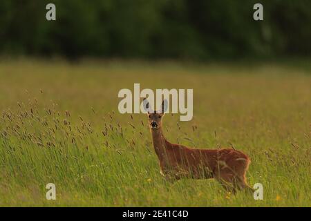 Rehe in ihrem natürlichen Lebensraum. Stockfoto