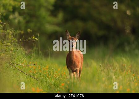 Rehe in ihrem natürlichen Lebensraum. Stockfoto