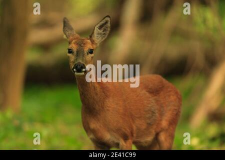 Rehe in ihrem natürlichen Lebensraum. Stockfoto