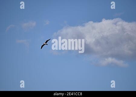 Möwe fliegt durch Wolken, blauer Himmel, freier Raum, weiße Wolken Stockfoto