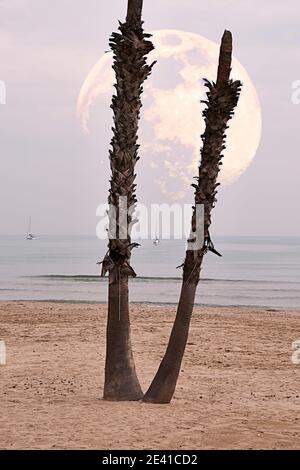 Mond hinter Palmen am Strand mit zwei Segelbooten, ohne Blätter, wolkiger Tag, zwei. Vollmond, groß Stockfoto