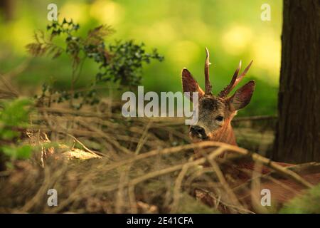 Rehe in ihrem natürlichen Lebensraum. Stockfoto