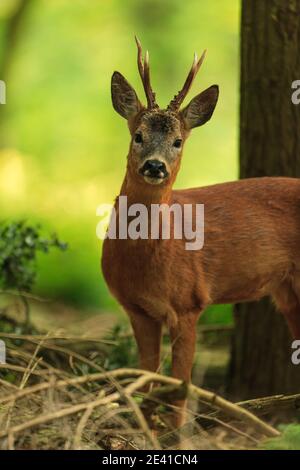 Rehe in ihrem natürlichen Lebensraum. Stockfoto