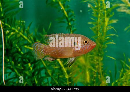 Hemichromis lifalili, der gemeinsame Name blutroter Edelstein Cichlid, ist eine Fischart aus der Familie Cichlidae. Stockfoto