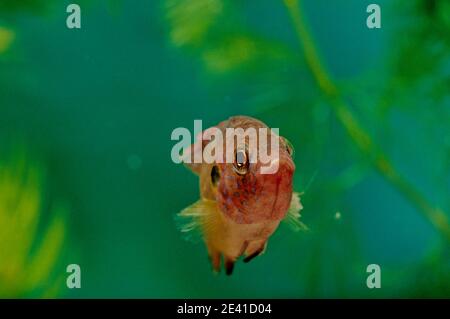 Hemichromis lifalili, der gemeinsame Name blutroter Edelstein Cichlid, ist eine Fischart aus der Familie Cichlidae. Stockfoto