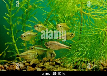 Hemigrammus ist eine Gattung von Süßwasserfischen in der Familie Characidae aus Südamerika Stockfoto