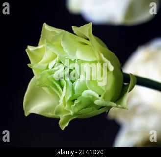 Ziemlich grün eustoma Bud auf dunklem Hintergrund Stockfoto