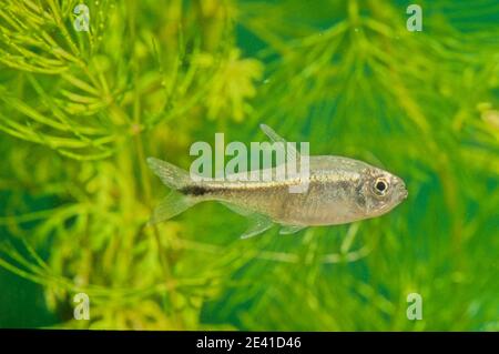 Hemigrammus ist eine Gattung von Süßwasserfischen in der Familie Characidae aus Südamerika Stockfoto