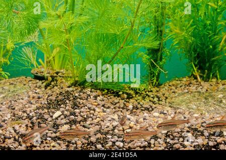 Der flammensalmler (Hyphessobrycon flammeus), auch als rotsalmler oder Rio-tetra bekannt, ist ein kleiner Süßwasserfisch der Salmlerfamilie Characidae. Stockfoto