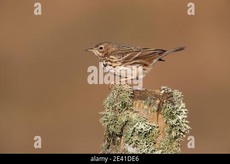 Wiesenpipit (Anthus pratensis), Islay, Schottland, UK Stockfoto