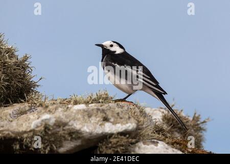Riedstelze (Motacilla alba), Islay, Schottland, Großbritannien Stockfoto