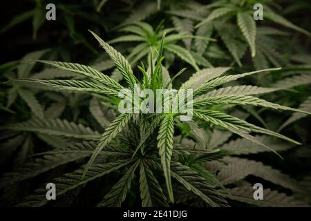 Cannabisbusch mit dunkelgrünem Laub, Seitenansicht Stockfoto