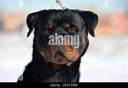 Ein starker rottweiler Hund Stockfoto